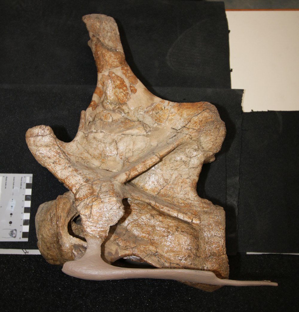 Palaeoagaracites antiquus гриб