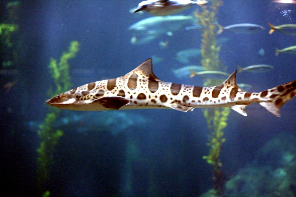 Полосатая усатая кошачья акула