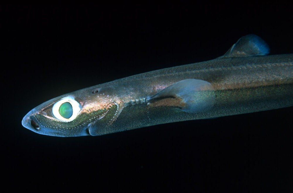 Etmopterus perryi