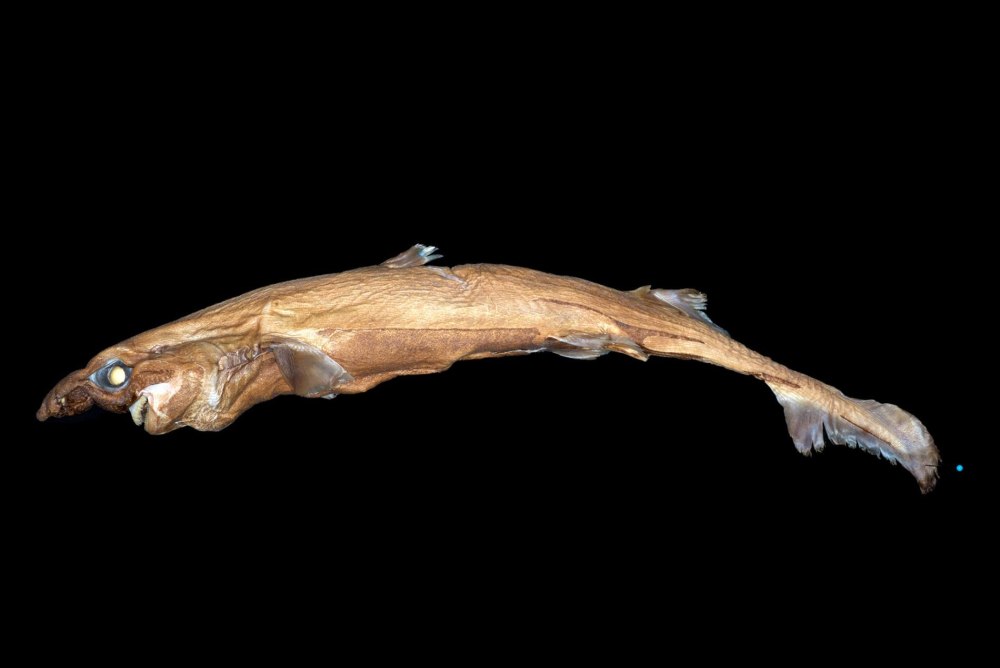 Etmopterus bullisi