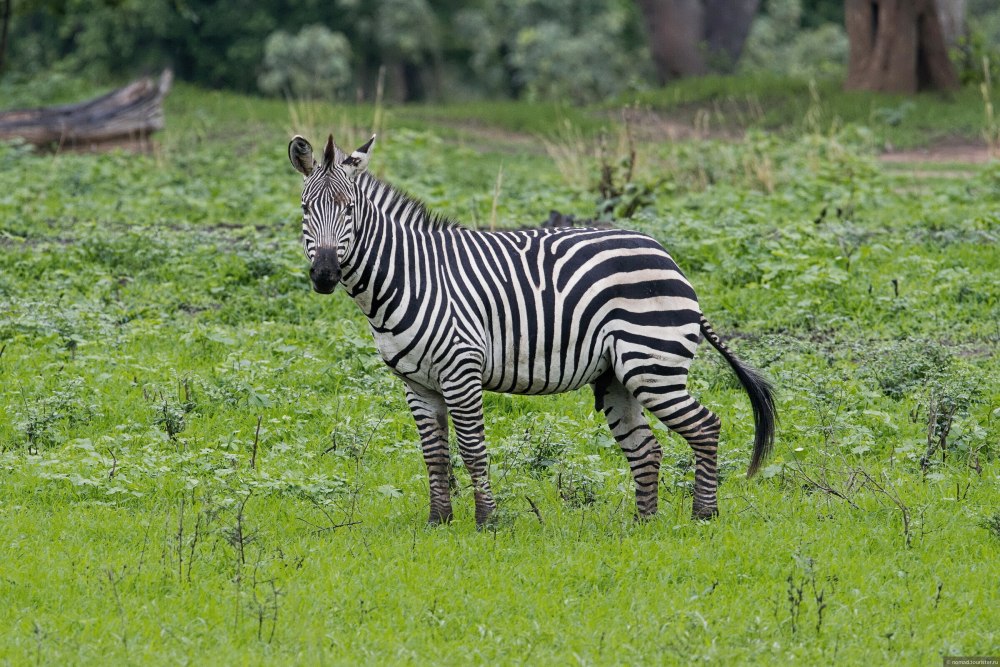Grants Zebra