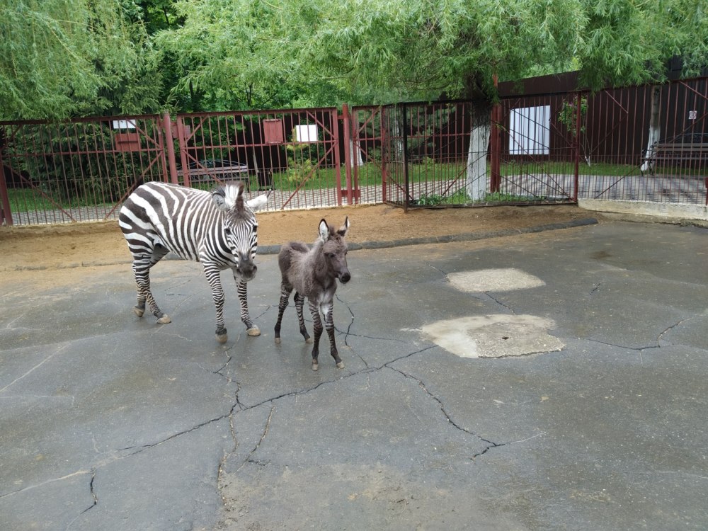 SKZ Zoo