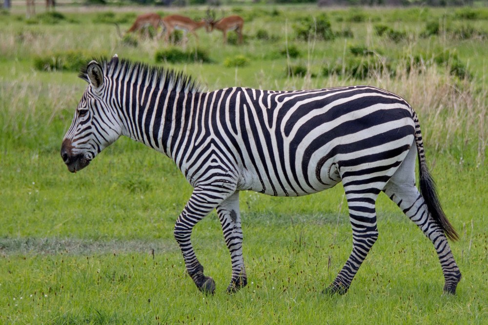 Zebra 300px