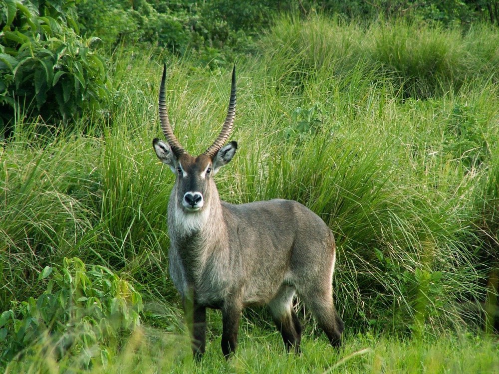 Kobus ellipsiprymnus