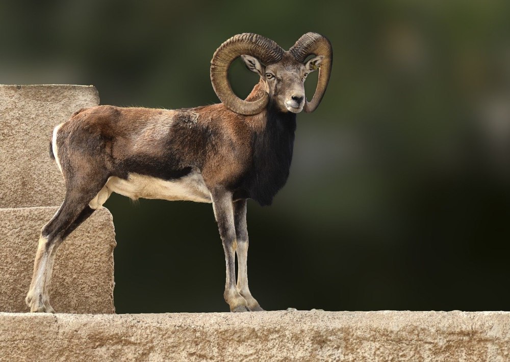 Ram animal