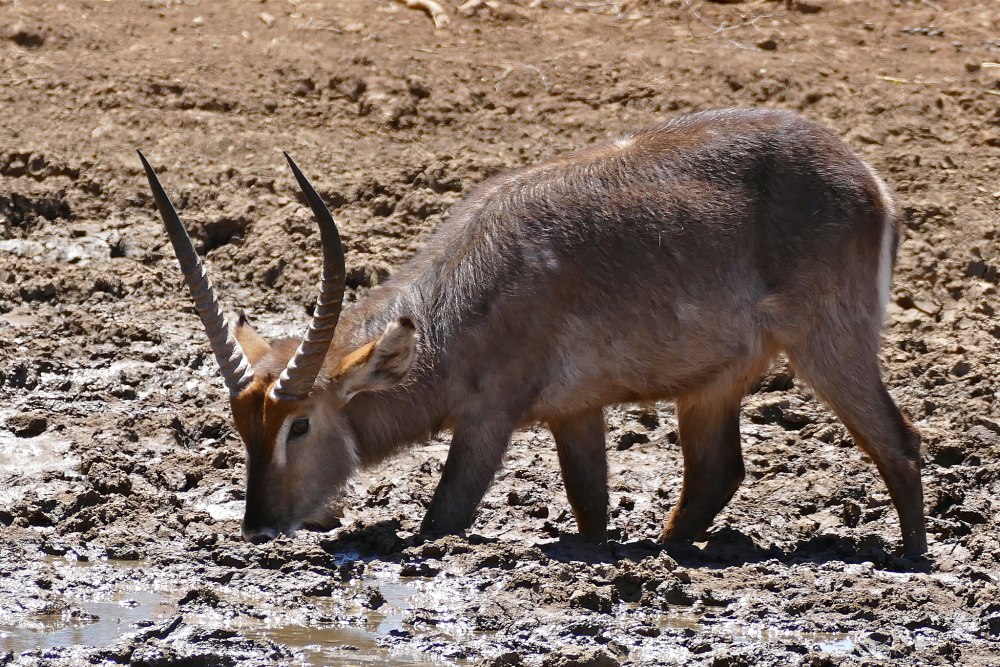 Kobus ellipsiprymnus копыта