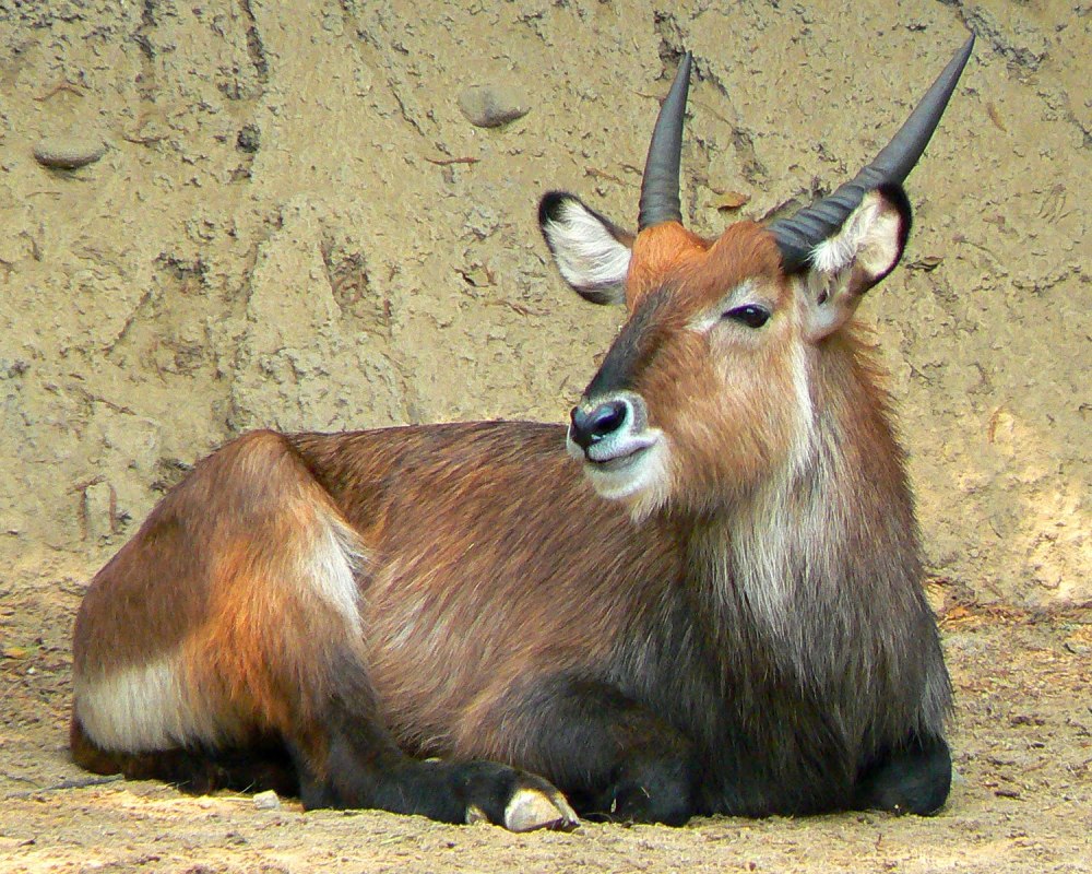 Kobus ellipsiprymnus