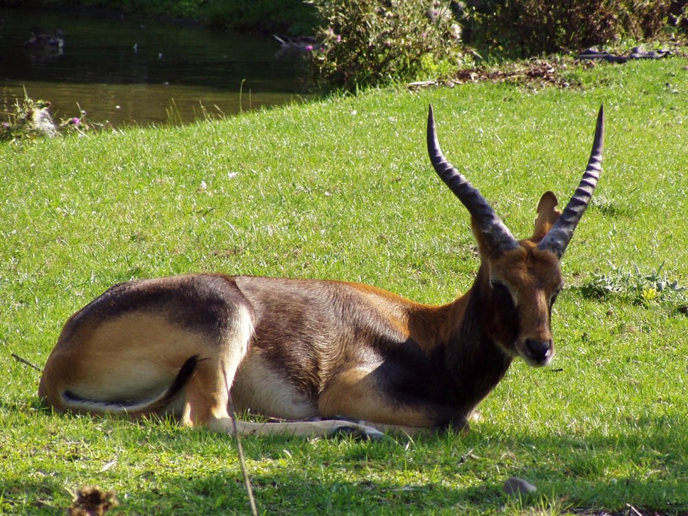 Nile Lechwe