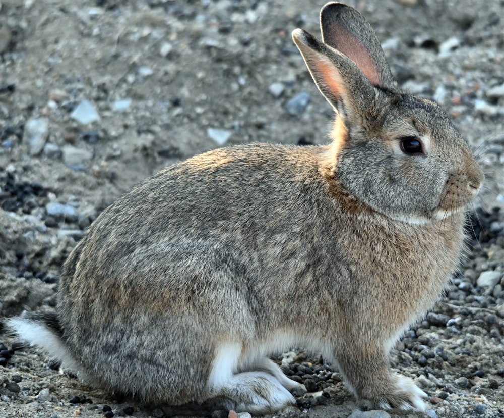 Заяц (Lepus starcki)