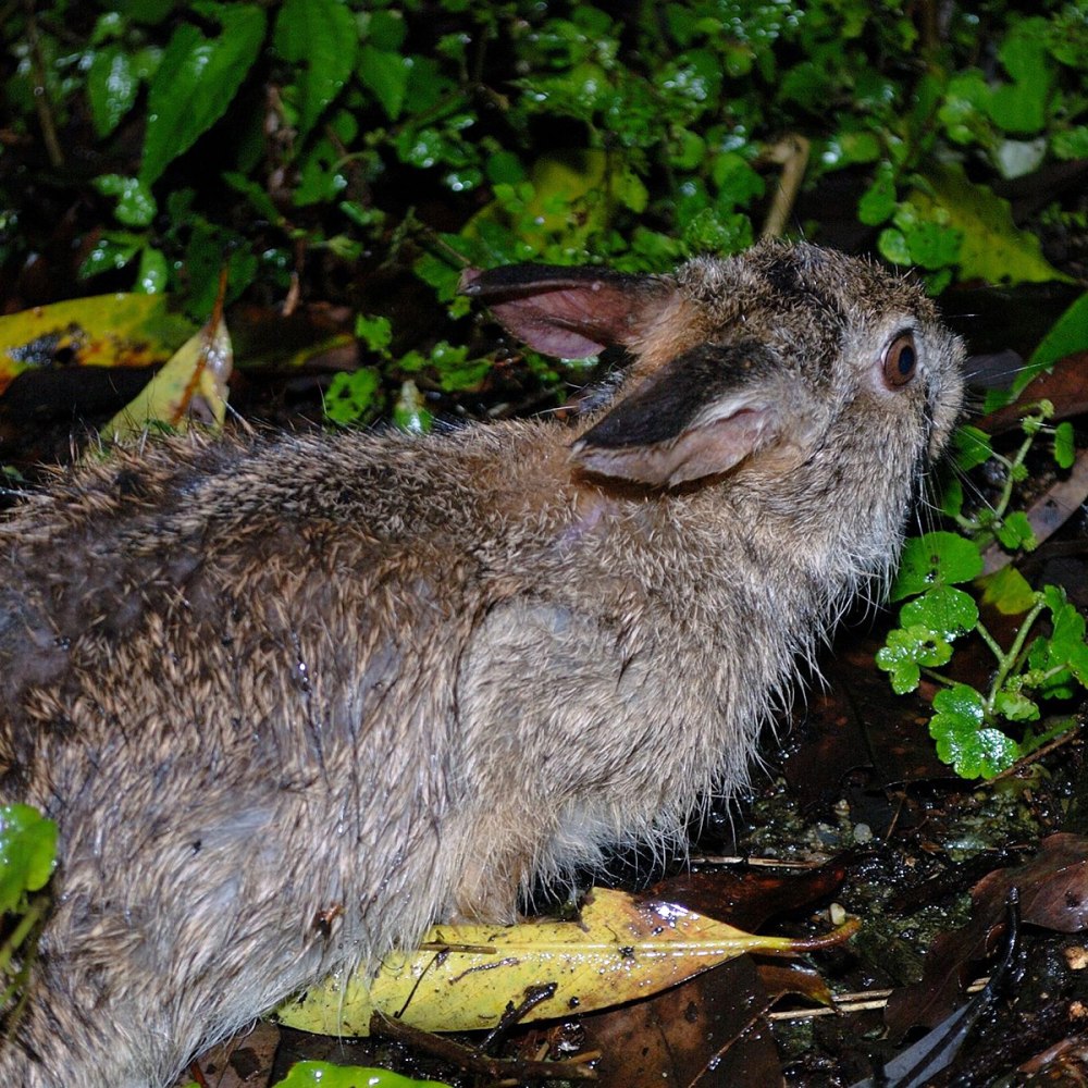 Lepus sinensis