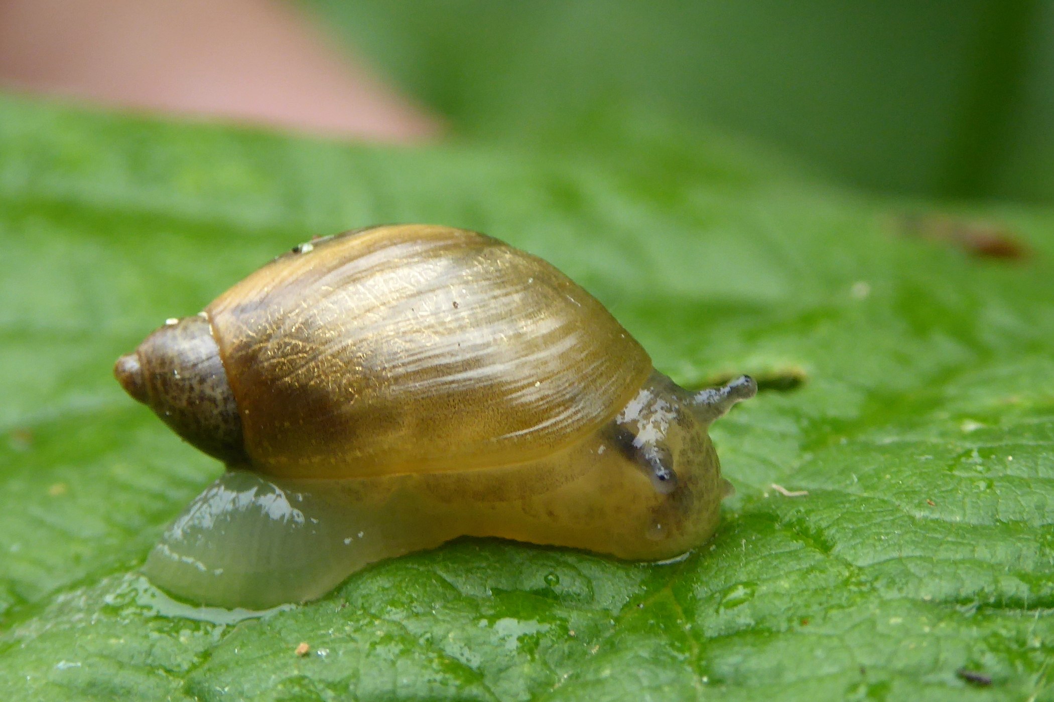 Янтарка обыкновенная. Succinea Putris. Улитка янтарка. Янтарка тусклая - succinea Putris.