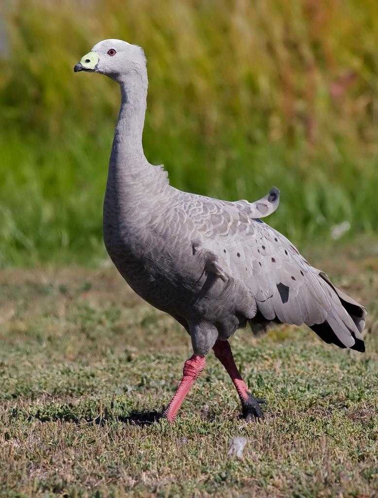 Cape barren Goose