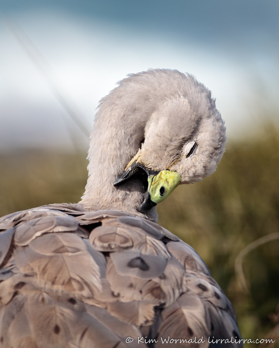 Cape barren Goose