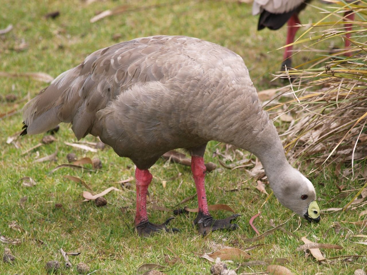 Кура гуси. Cape barren Goose. Куриный Гусь Австралия. Куриный Гусь. Австралийские куриные гуси.