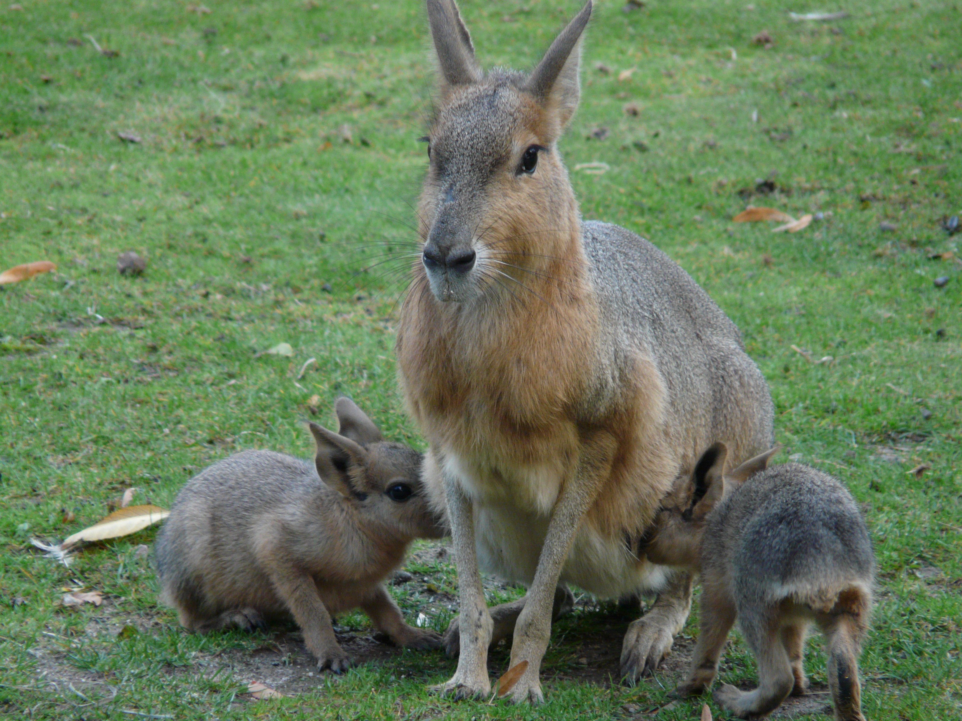 Патагонский заяц 4. Валлаби заяц кенгуру. Dolichotis patagonum.
