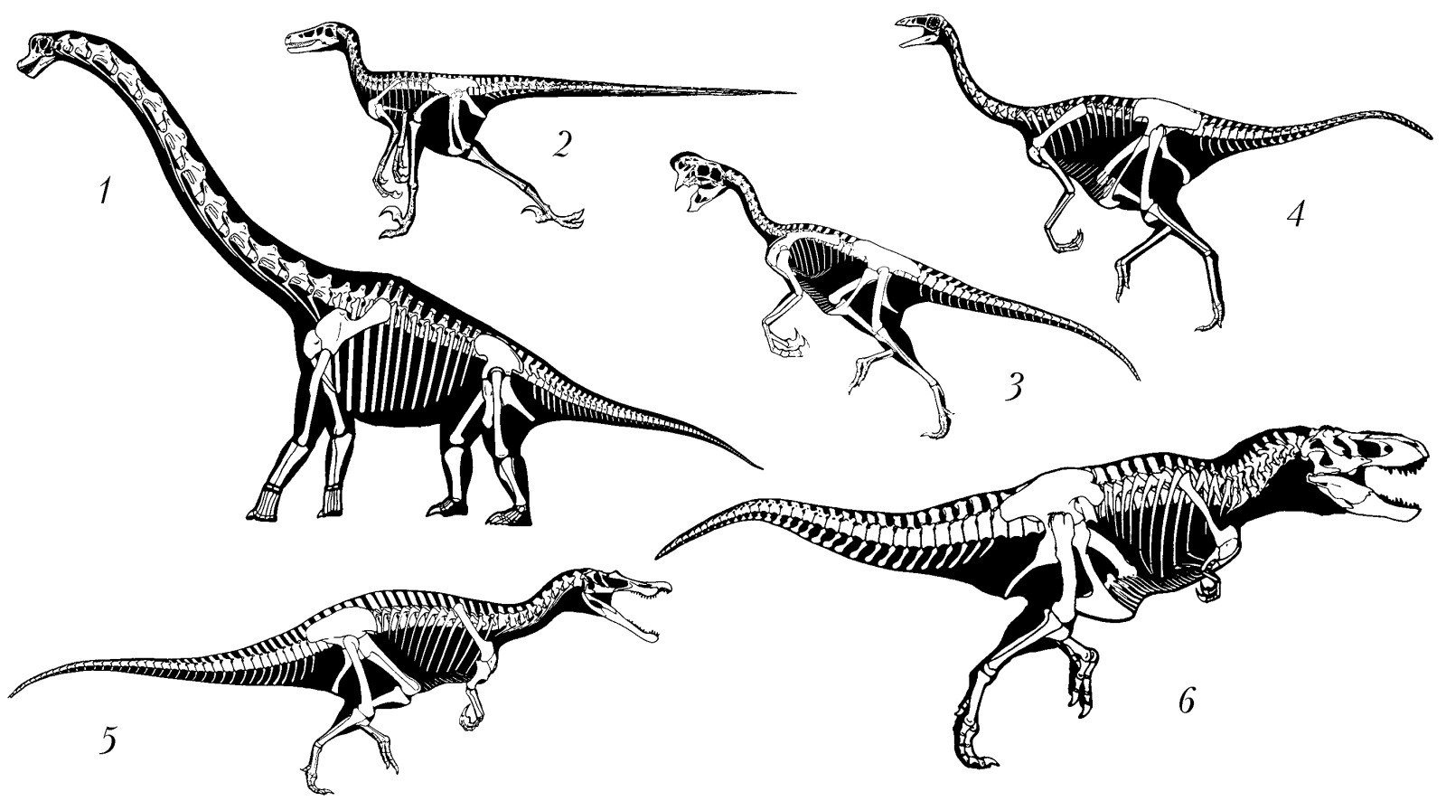 Нептичьи динозавры виды. Ящеротазовые динозавры. Птицетазовые и Ящеротазовые. Ящеротазовые рептилии. Хищные Птицетазовые динозавры.