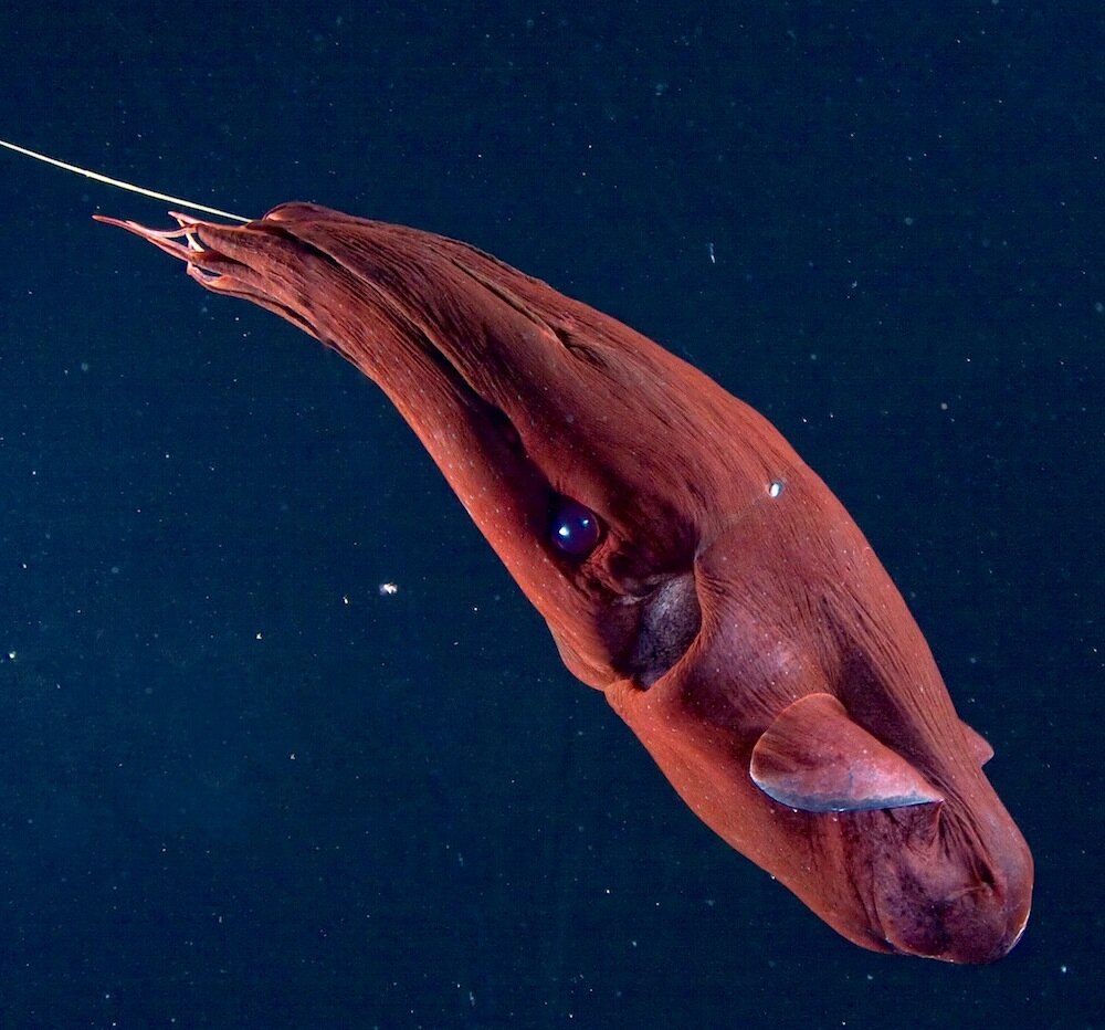Адский кальмар вампир (Vampyroteuthis infernalis)