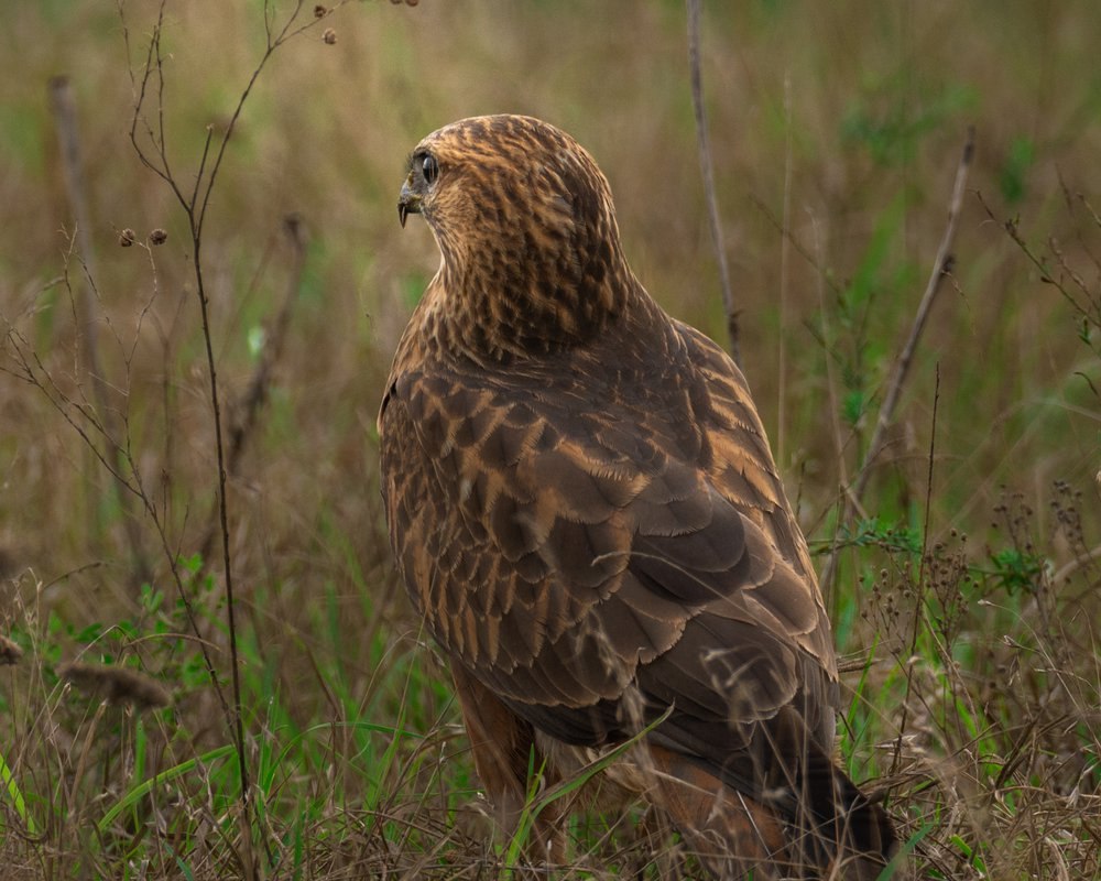 Сероспинный пегий канюк