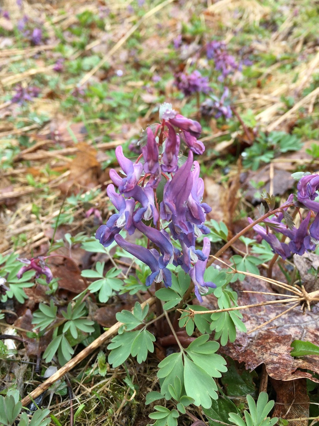 Хохлатка Purple Beauty