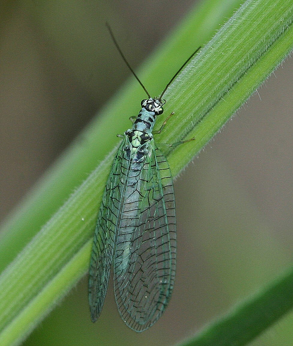 Златоглазка Chrysopa