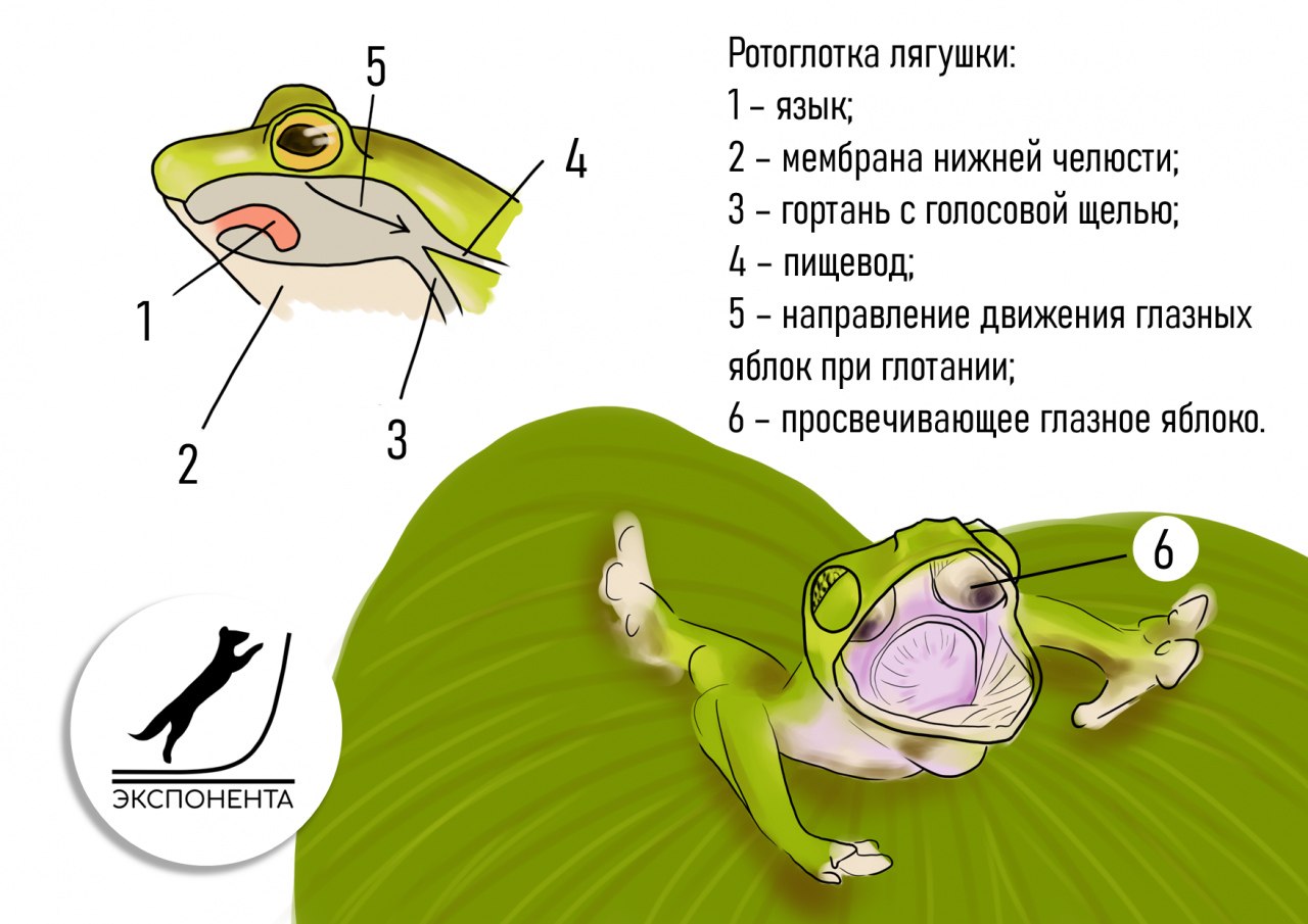 Какое дыхание характерно для лягушки