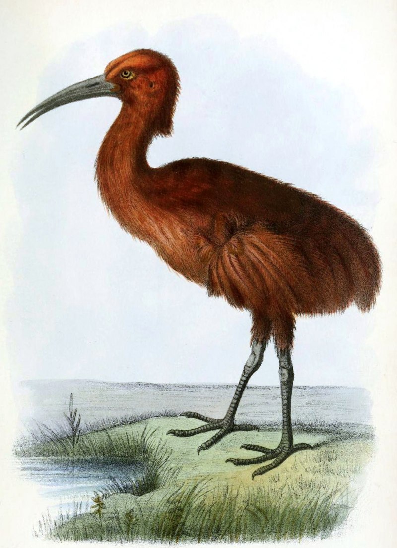 Aphanapteryx bonasia