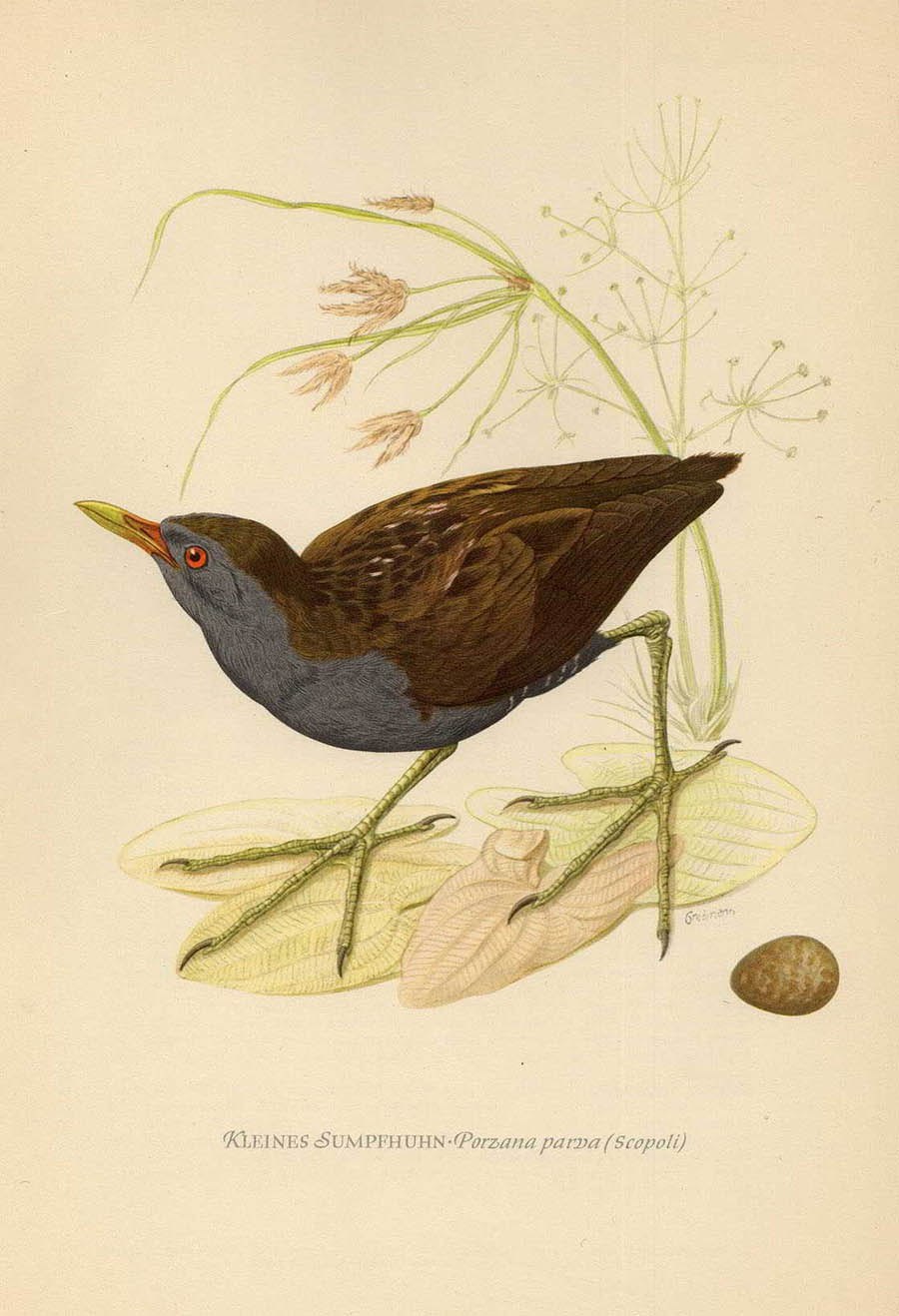 Коростель гравюра птицы