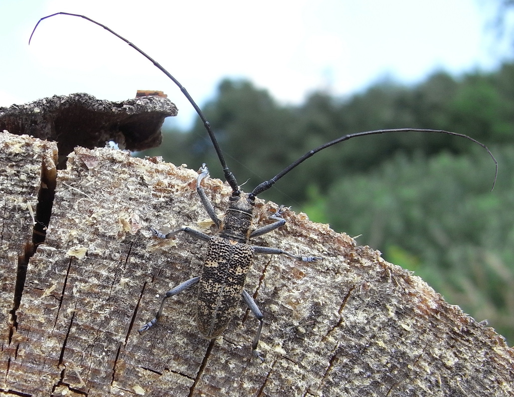 Monochamus galloprovincialis. Жук усач Monochamus. Monochamus galloprovincialis Жук. Черный крапчатый усач (Monochamus impulviatus).