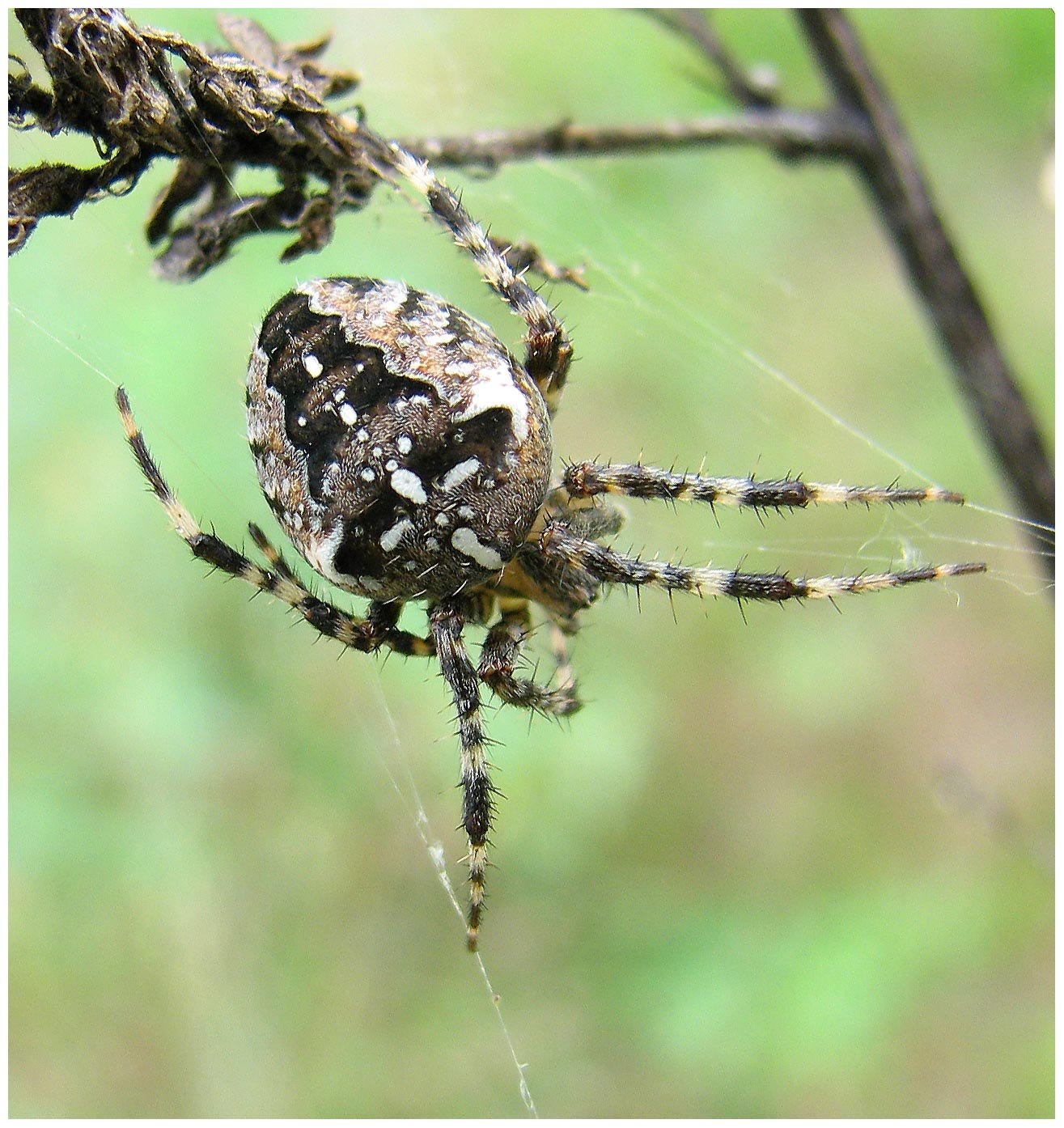 Паук крестовик фото. Araneus diadematus - крестовик. Паук крестовик Дальневосточный. Araneus diadematus паук крестовик. Паук крестовина обыкновенный.