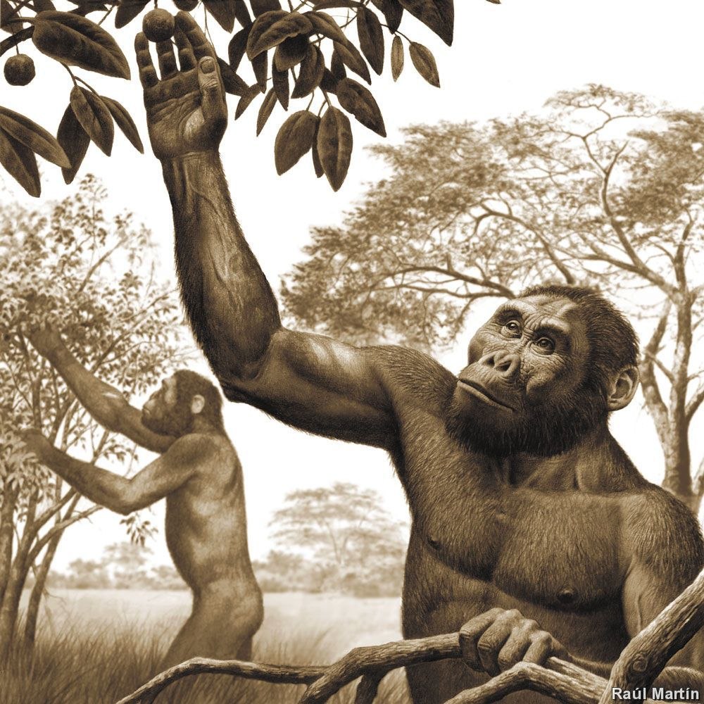 Человек умелый homo habilis