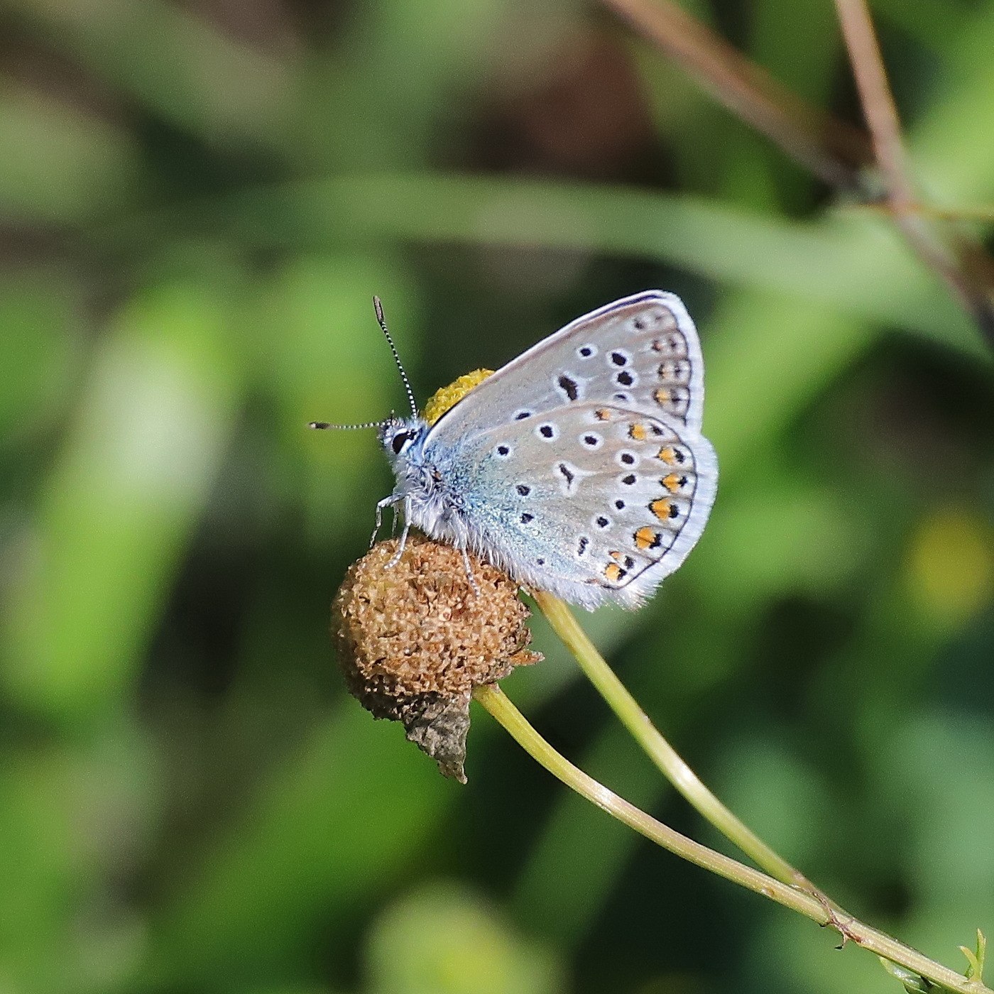 Голубянки чудесной shijimiaeoides divina. Голубянка Фишера. Бабочка голубянка. Голубянка самка.