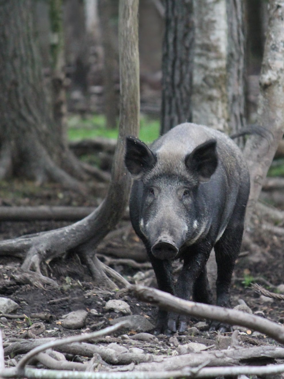 Реальный кабанчик