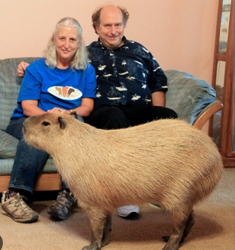 Большие морские свинки капибара