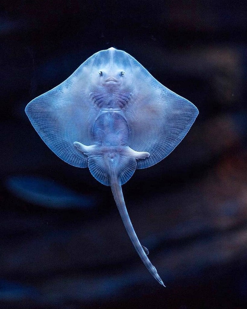 Скат Stingray