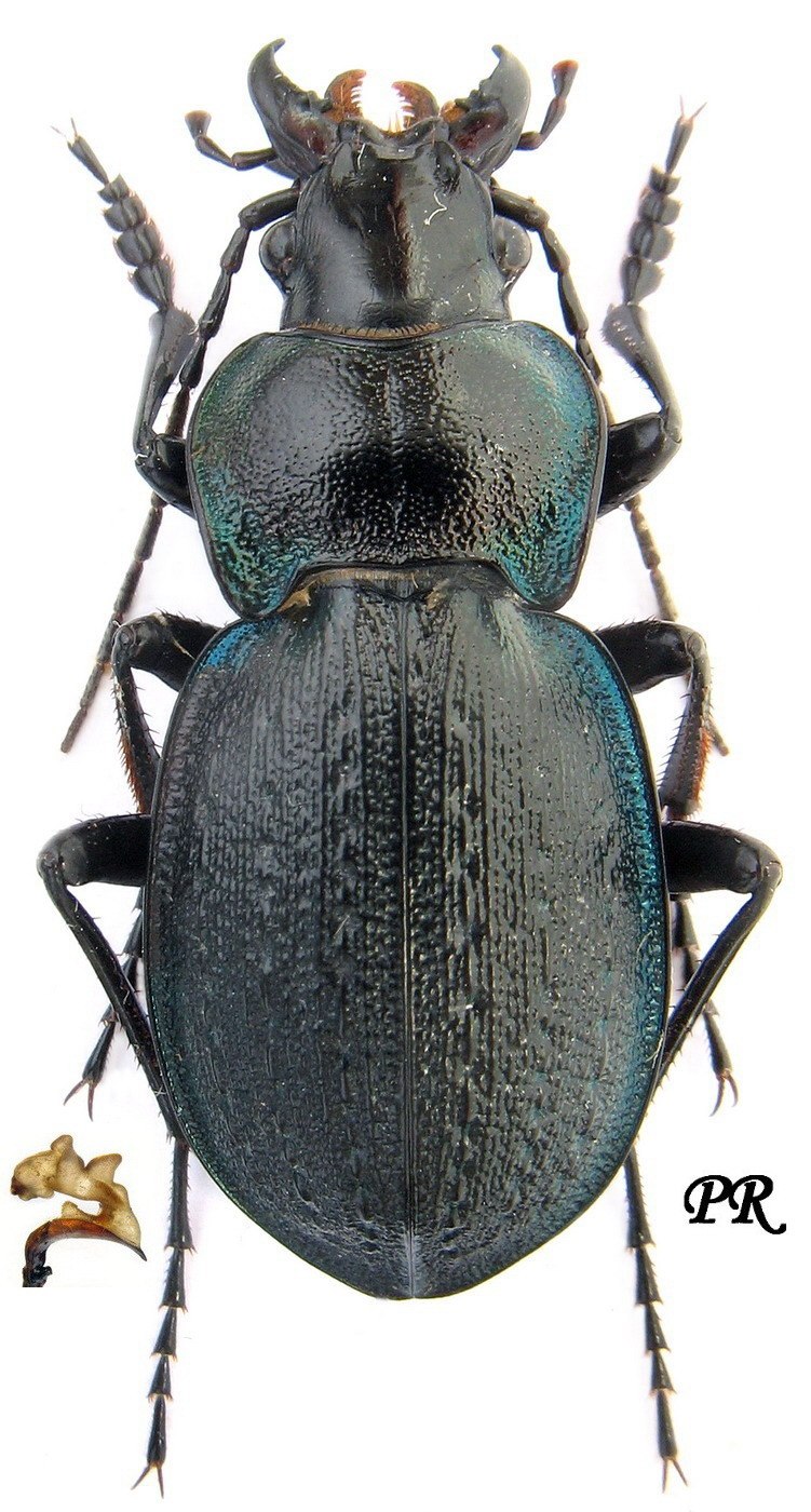 Carabus henningi