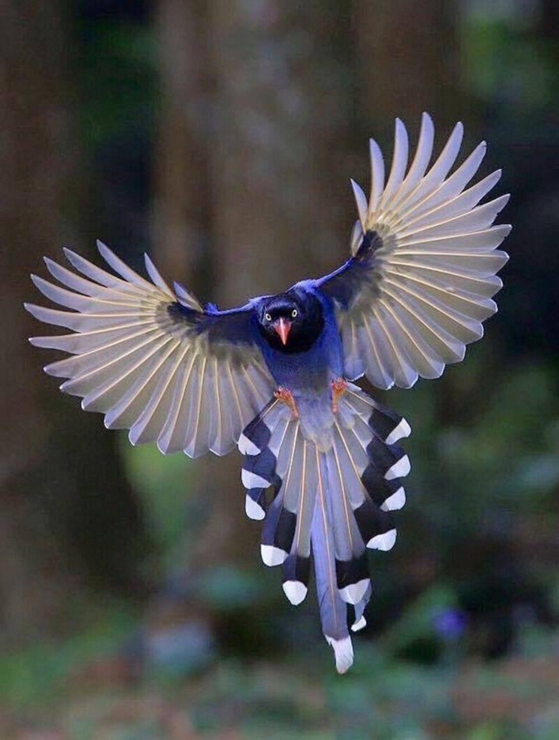 Толстоклювая Лазоревая сорока