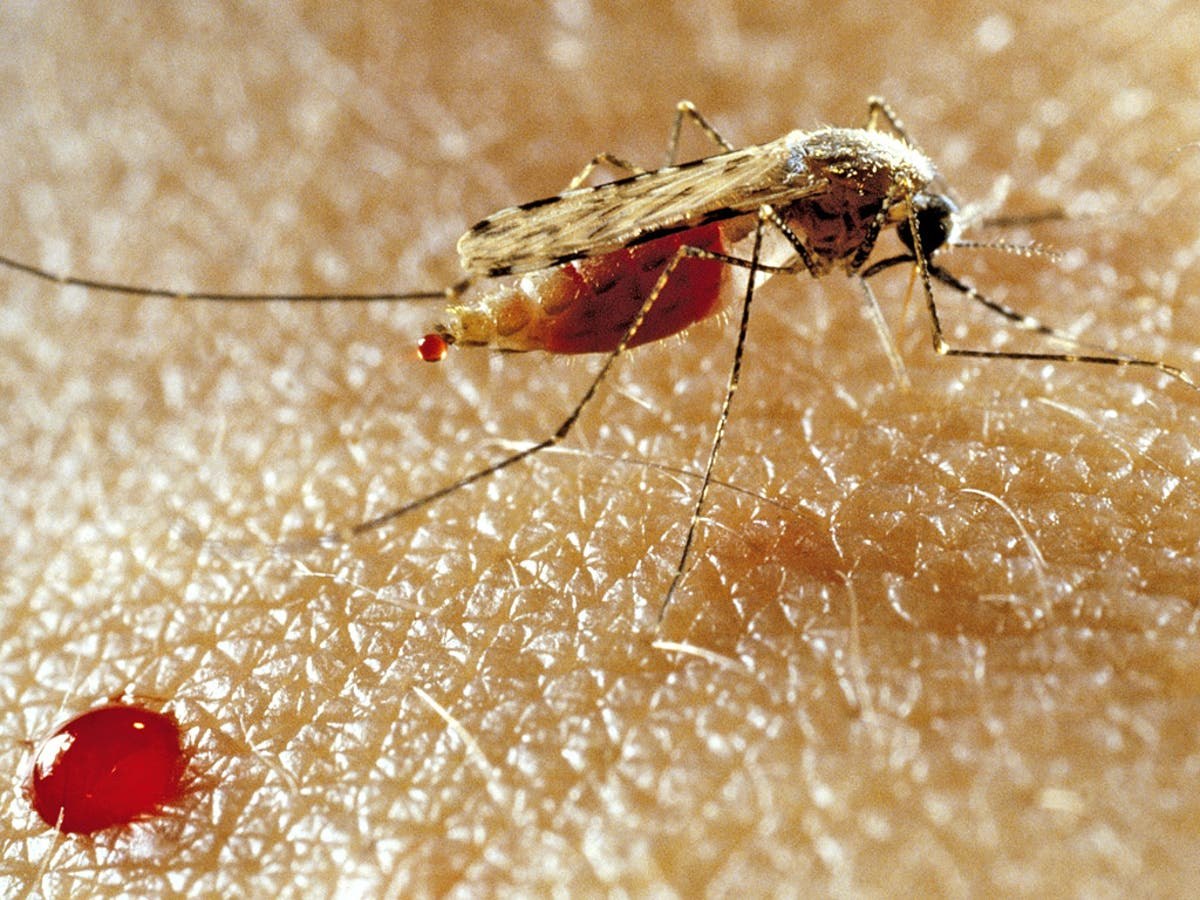 Малярией можно заразиться. Малярийный комар переносчик. Комар анофелес переносчик. Комары африканские.