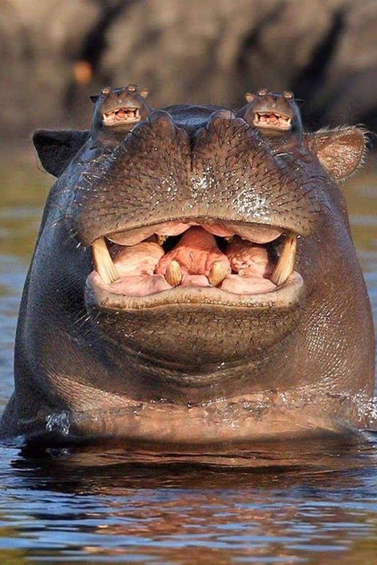 Бегемоты