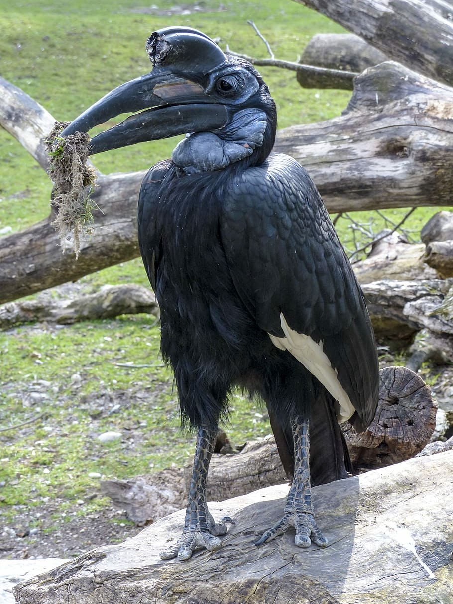 Bucorvus abyssinicus