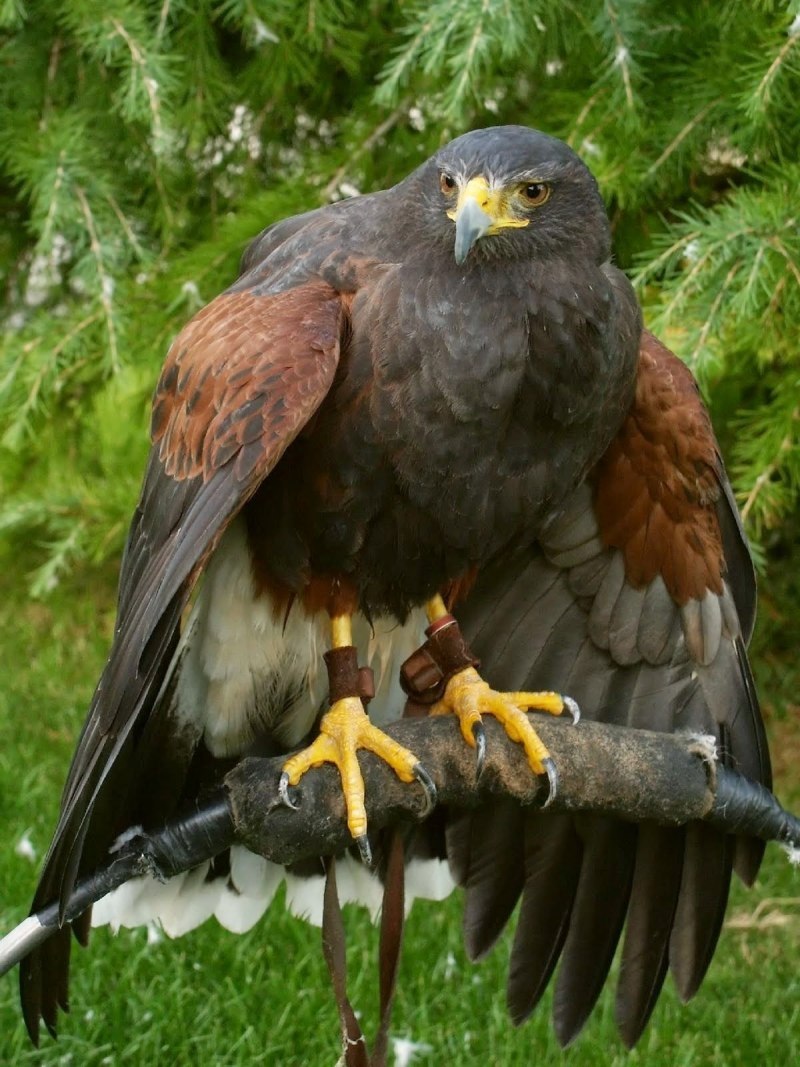 Ястреб канюк Орел