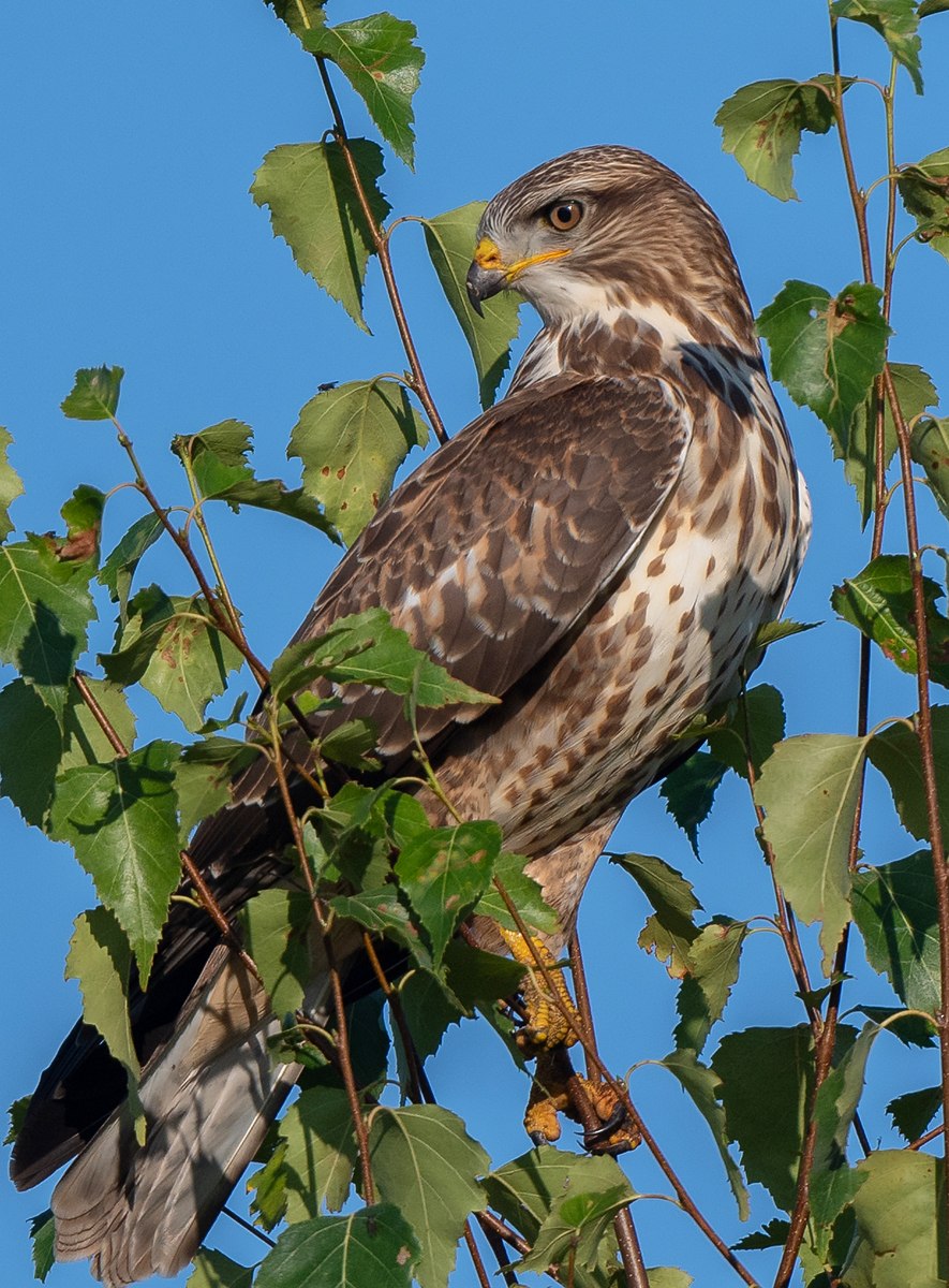 Обыкновенный канюк Buteo Buteo