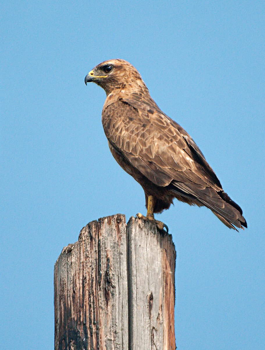 Обыкновенный канюк Buteo Buteo