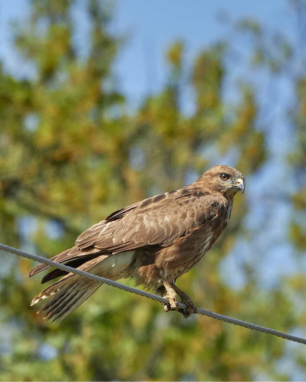 Краснокрылый канюк