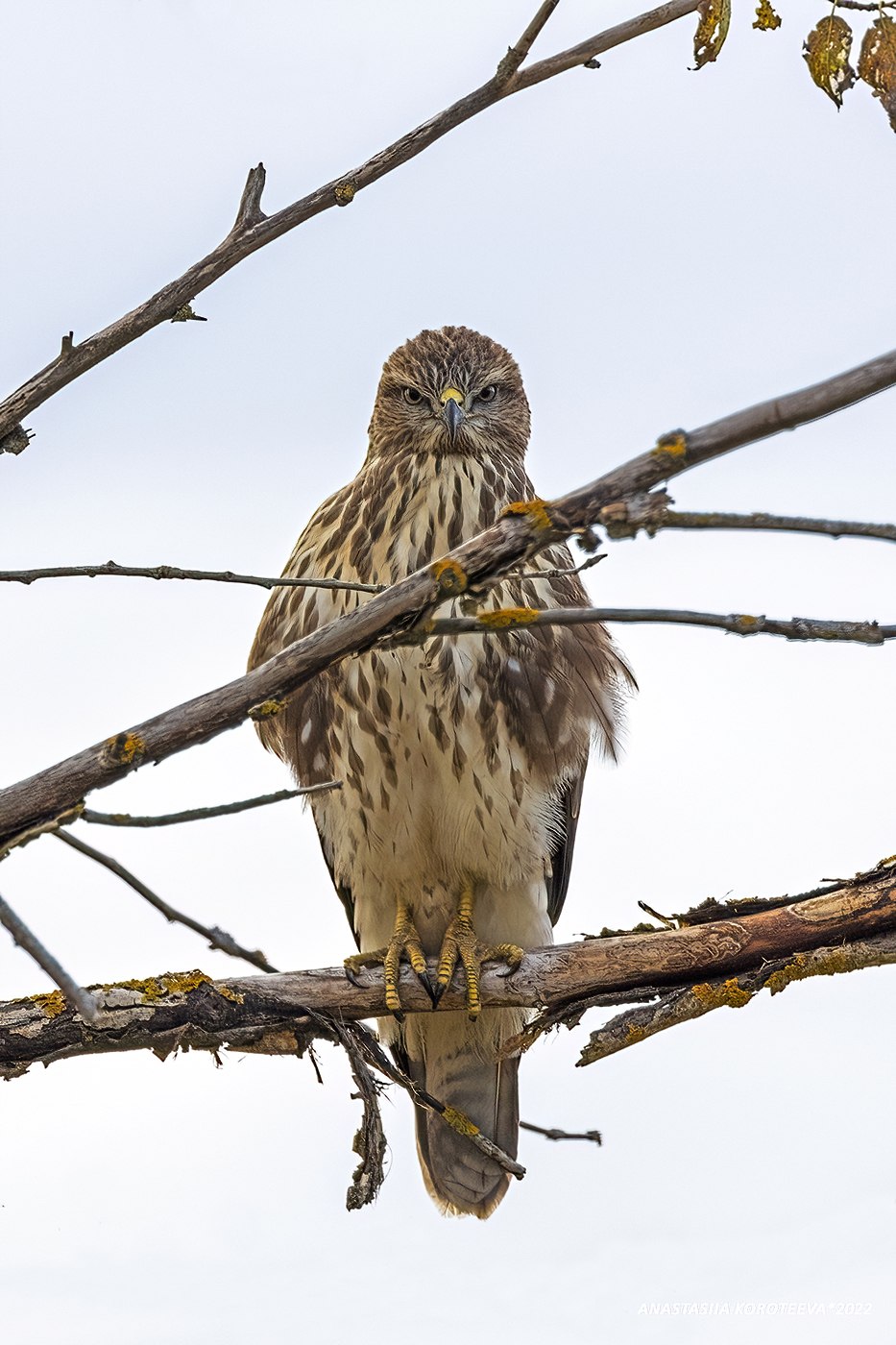 Чибис птицы Европы
