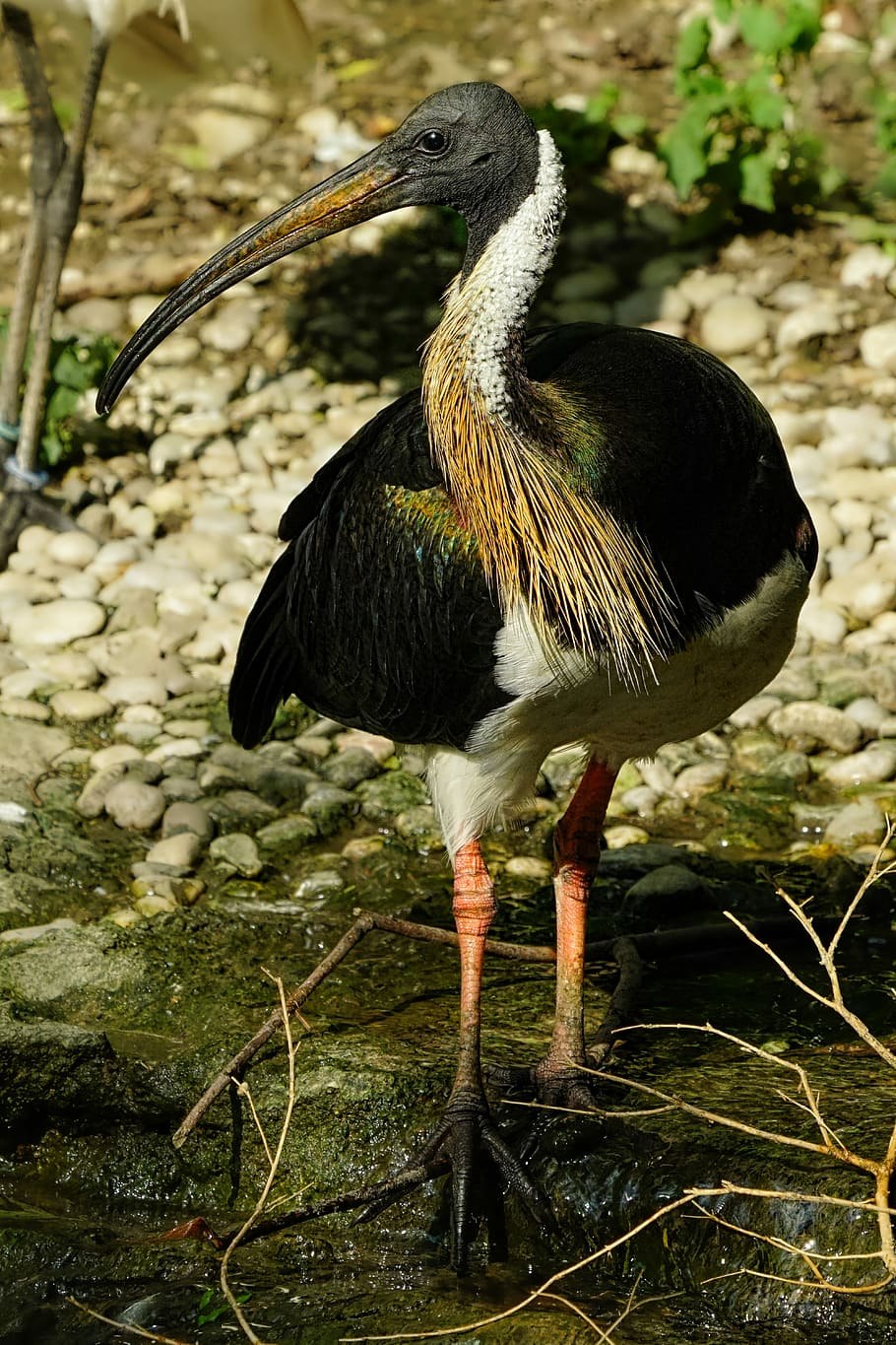 Ибис Нильский