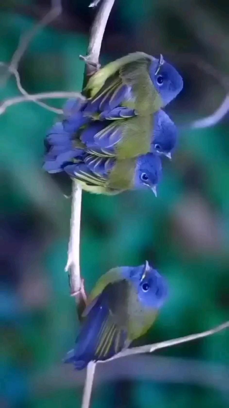 Волнистый попугай Budgie