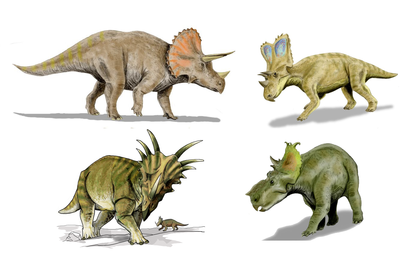 Цератопсы. Трицератопс цератопсиды. Пахиринозавр АРК. Травоядные динозавры Трицератопс. Цератопс и Трицератопс.