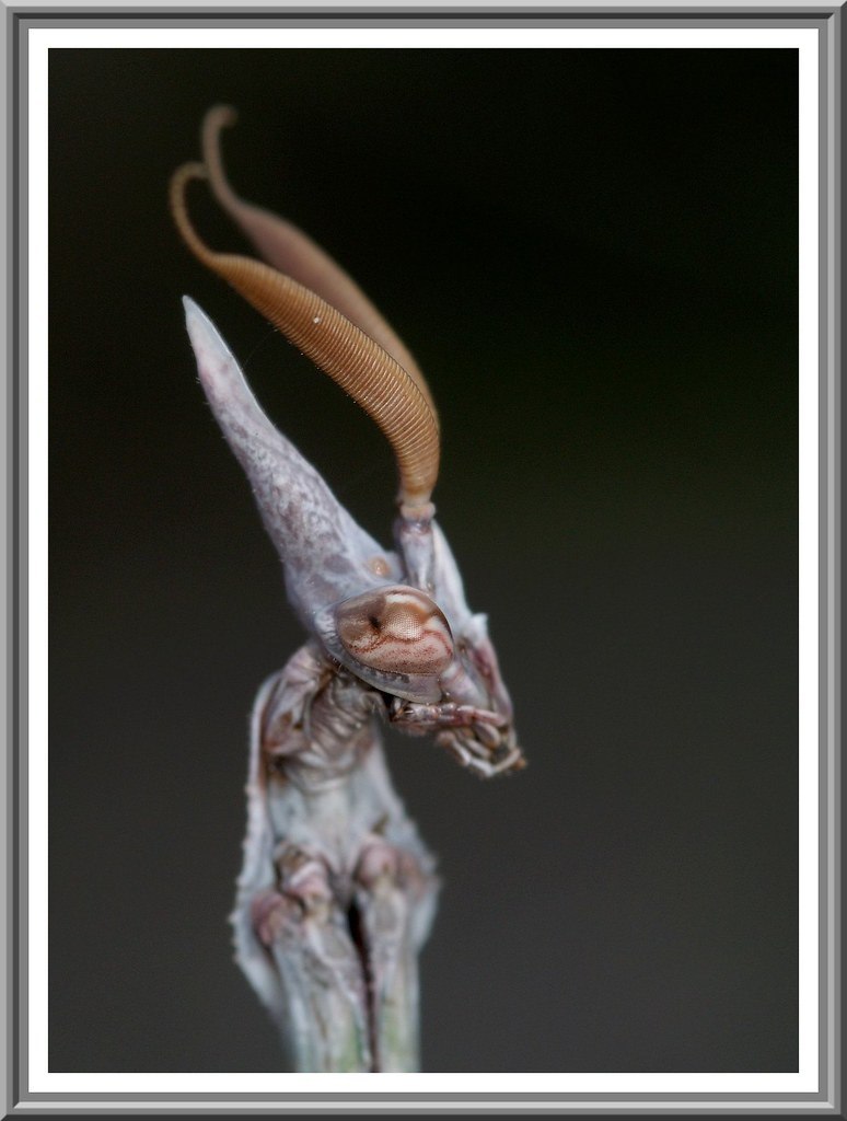 Empusa pennata