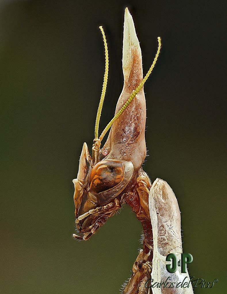 Богомолы Empusa pennata