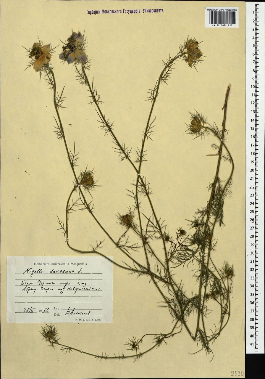 Гербарий Nigella Sativa